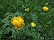 13 Botton d'oro (Trollius europaeus)